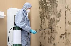 Best Basement Mold Removal  in Bryn Mawr Skyy, WA